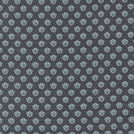 Sacre Bleu Campanule Indigo