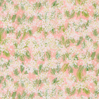 Sweet Cecily Queen Anne Rose