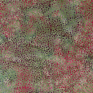 Hoffman Bali Dots Wild Rose 1/2m