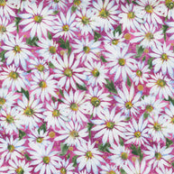 Fresh as a Daisy Magenta